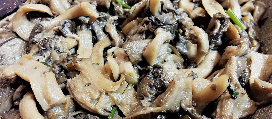 funghi pleurotus